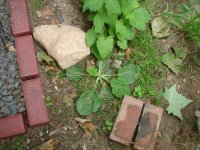 DSC03149.jpg