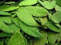 nopales.jpg
