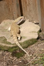 lizards 098.jpg
