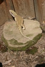 lizards 099.jpg