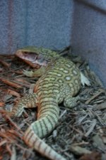 lizards 092.jpg
