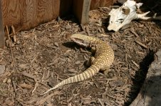 lizards 106.jpg