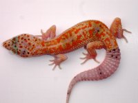 Male Red Spotted Enigma 2.JPG