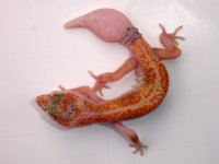 Male Red Spotted Enigma 3.JPG