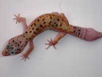 Female Red Spotted Enigma 1.JPG