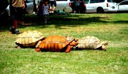 sulcata.jpg