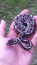 Black Pewter Female.jpg