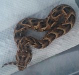 Puff Adder 2.jpg