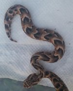 Puff Adder.jpg