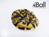OrangeDream_Enchi_Yellowbelly_P450.jpg