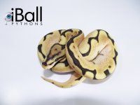 OrangeDream_Spider_YB_Female.jpg