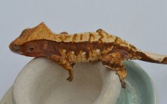 DSC_1082.jpg