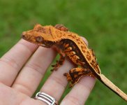 DSC_1117.jpg