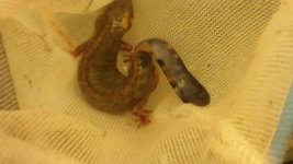 1newt4.jpg