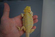 Hypo Yellow Male.jpg