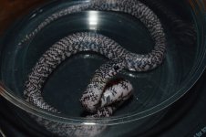 DSC_0114.JPG