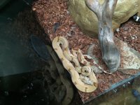 Super Jungle Hypo Het Moonglow.jpg