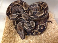 nic_large.jpg