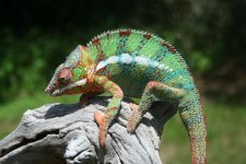 IMG_2833.jpg