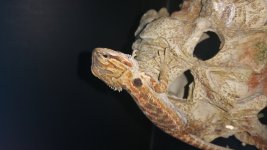 20150731_200826.jpg