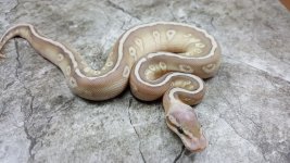 soul sucker resize.jpg