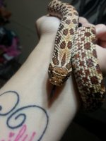 hognose3.jpg