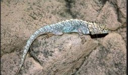 Tropidurus spinulosus male body shot .jpg