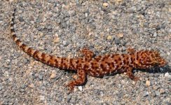 Heternotia Binoei.JPG