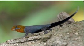 Gonatodes albogularis fuscus male - shot for Fauna.JPG