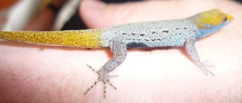 Gonatodes albogularis albogularis full body.JPG