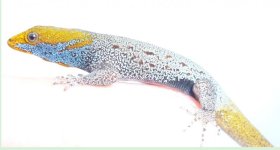 Gonatodes albogularis albogularis.JPG