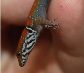 Gonatodes vittatus Head Shot.JPG