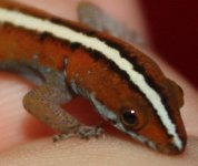 Gonatodes vittatus side head shot.JPG