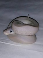 #16 Male Mojave-Butter (BEL) 54grams $500.00.jpg