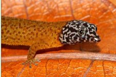 Sphaerodactylus fantasticus anidrotus Head Shot.JPG