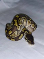 #11 Female Butter 63grams $100.00.jpg