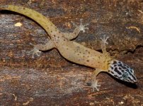 Sphaerodactylus fantasticus anidrotus Body Shot.JPG