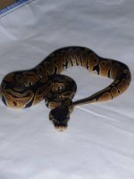 #10 Female Normal 65grams $25.00.jpg