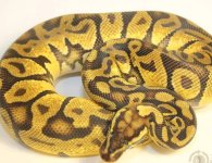 Enchi Pastel M Breeders circle2.jpg