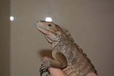 DSC_0286.jpg