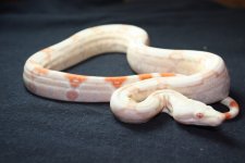 albino 9-1-15 025.jpg