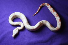 albino 9-1-15 038.jpg