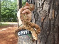 diadem ratsnake.jpg
