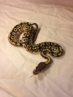 mojave ph Clown2.jpg