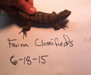 Iphone 6-18-2015 - Chaco Spiny Lizard Photos 001.jpg
