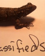 Iphone 6-18-2015 - Chaco Spiny Lizard Photos 004.jpg