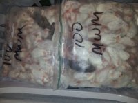 weaned_mice[1].jpg