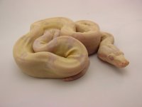 Holdback 3.jpg