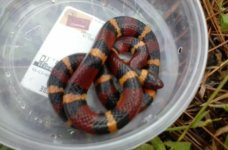 scarlet kingsnake.jpg