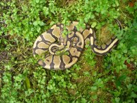 2013 vanilla female #1 700 gm $235.00.jpg